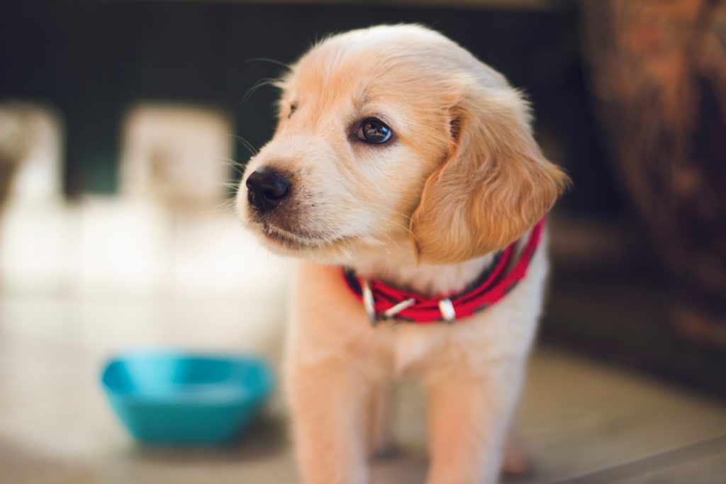 signs of an unhealthy animal pet health